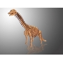 Векторный макет «Динозавр Brachiosaurus»
