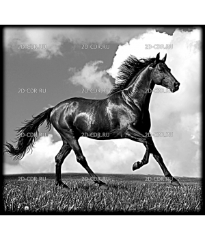 Лошадь (15)