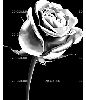Розы (134)