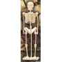 Векторный макет «Скелет Человека»