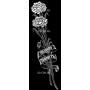 Изображение для гравировки «Цветы Гвоздики»