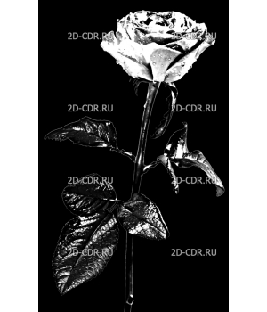 Розы (102)