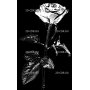 Изображение для гравировки «Розы (102)»