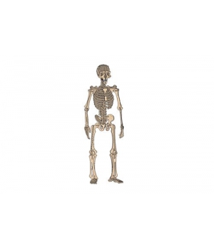Скелет 3д фанера