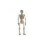 Векторный макет «Скелет 3д фанера»