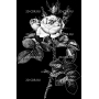 Изображение для гравировки «Розы (3)»