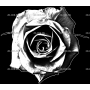 Изображение для гравировки «Розы (161)»