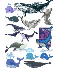 whale