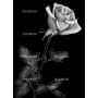 Изображение для гравировки «Розы (65)»