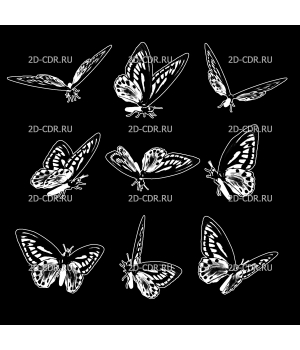 Бабочки (1)
