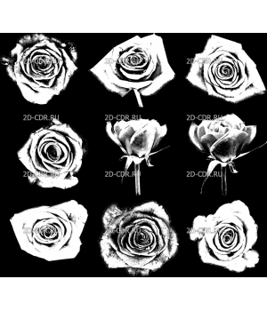 Розы (120)