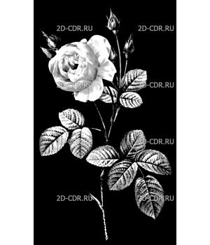 Розы (144)