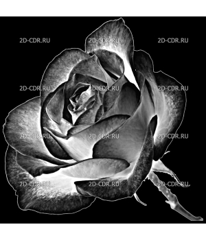Розы (147)