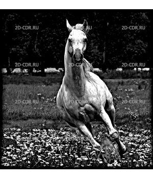 Лошадь (12)