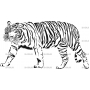 Векторный макет «Тигр»