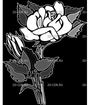 Розы (44)