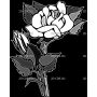 Изображение для гравировки «Розы (44)»