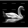 Изображение для гравировки «одинокий лебедь»