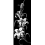 Изображение для гравировки «Цветы Лилии »