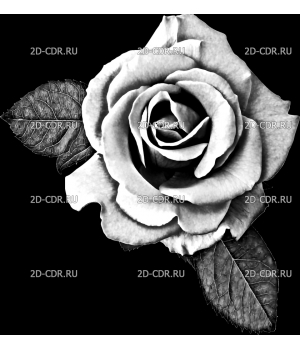 Розы (138)