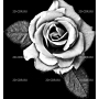 Изображение для гравировки «Розы (138)»