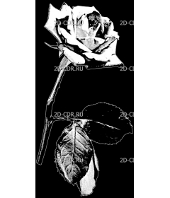 Розы (153)