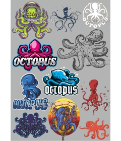 octopus