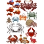 Векторный макет «crab»