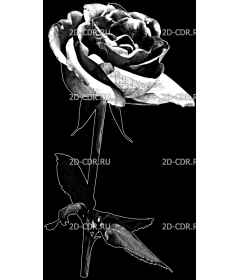 Розы (73)