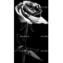 Изображение для гравировки «Розы (73)»