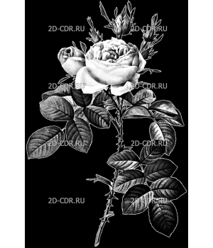 Розы (133)
