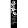 Изображение для гравировки «Цветок Лилия (2)»
