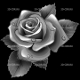 Изображение для гравировки «Роса и роза»