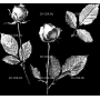 Изображение для гравировки «Розы (74)»