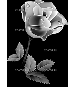 Розы (82)