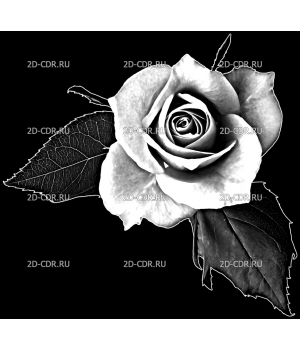Розы (103)