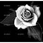Изображение для гравировки «Розы (103)»