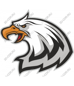 Head of a ferocious eagle