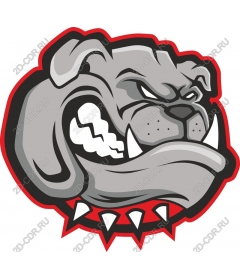  Ferocious bulldog