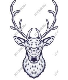 The majestic deer