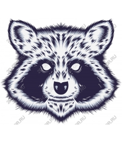 The majestic head of a raccoon