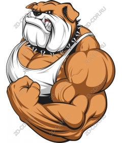  Character muscular bulldog