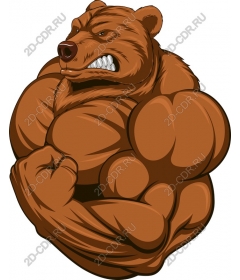  Muscular bear