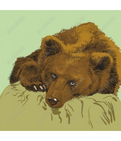  Adorable bear