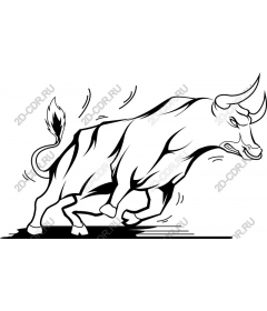  Powerful bull in motion