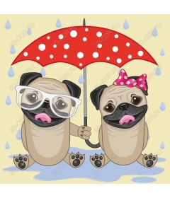  Pugs under umbrella