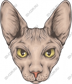 Кошка породы сфинкс