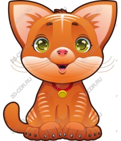  Adorable orange cat