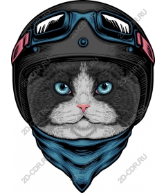  Cool cat biker