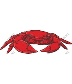  Bright red crab